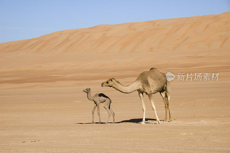 沙漠中的两头骆驼，母骆驼和新生骆驼
