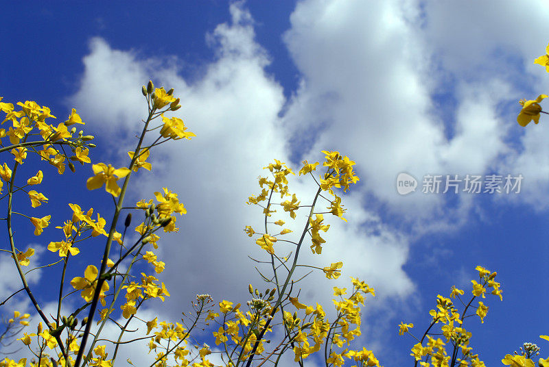 Cloudscape。