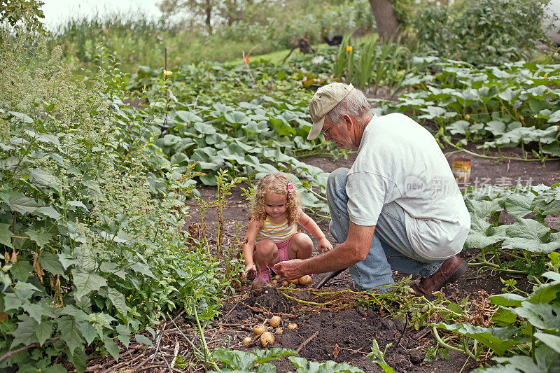 爷爷和孙女在挖土豆