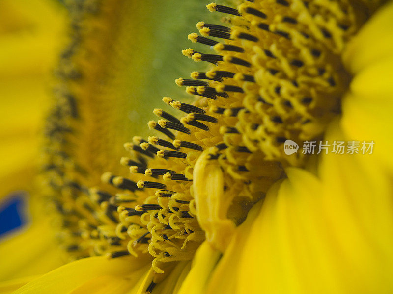 向日葵的花粉像艺术家的颜料