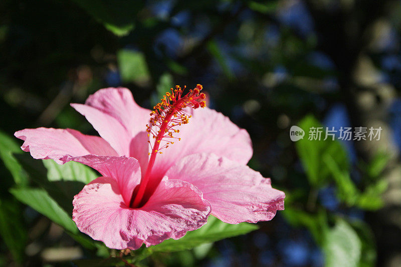 粉色的芙蓉花