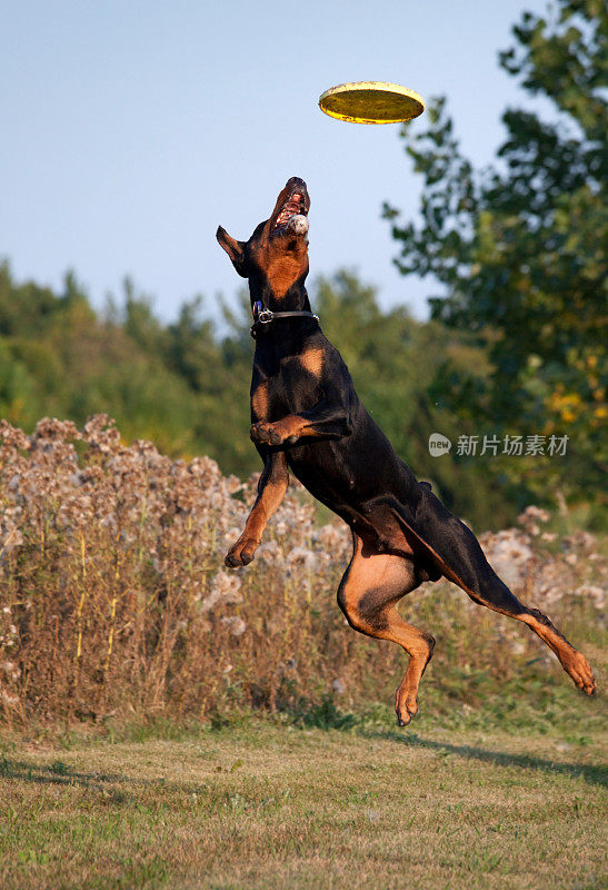 神奇的，强大的，优雅的杜宾犬跳跃捕捉飞盘