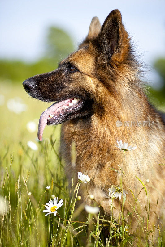 德国牧羊犬和野花