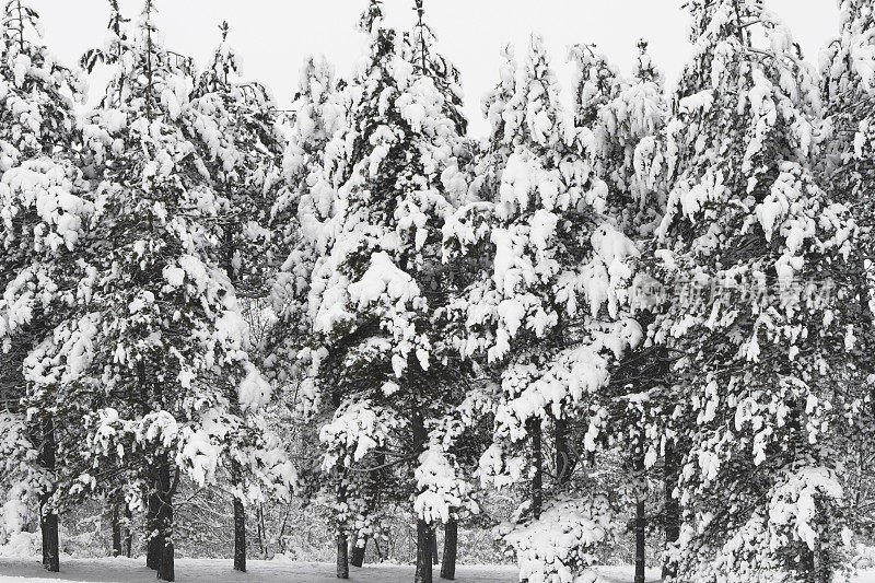 松树上覆盖着雪