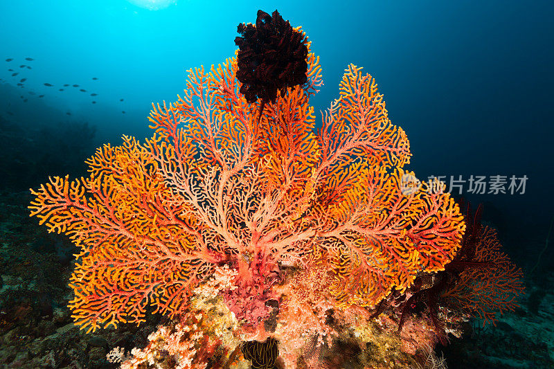 柳珊瑚海扇美羽星，北科莫多，印度尼西亚