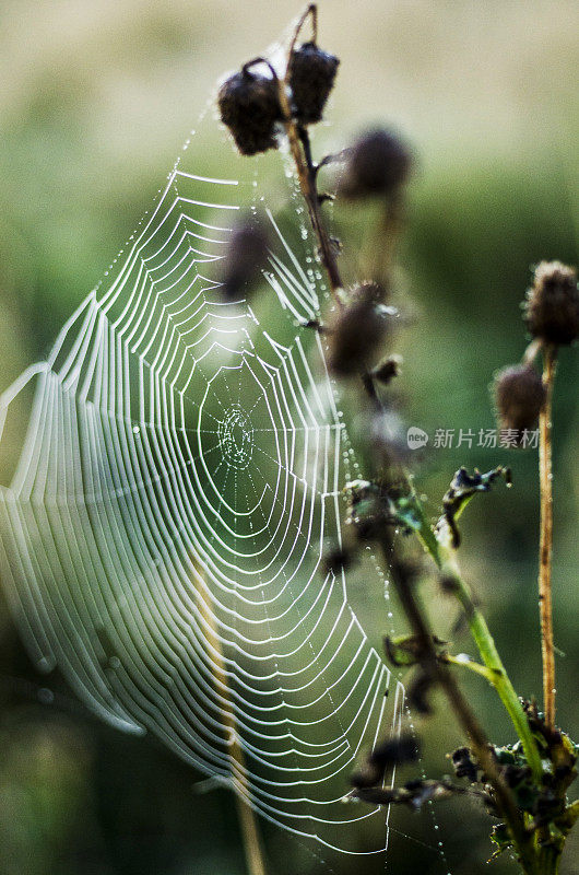 清晨的蜘蛛网