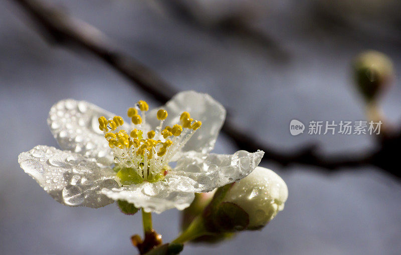 多雨的春天