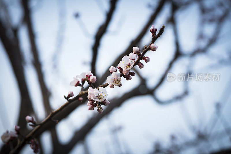 樱花樱花