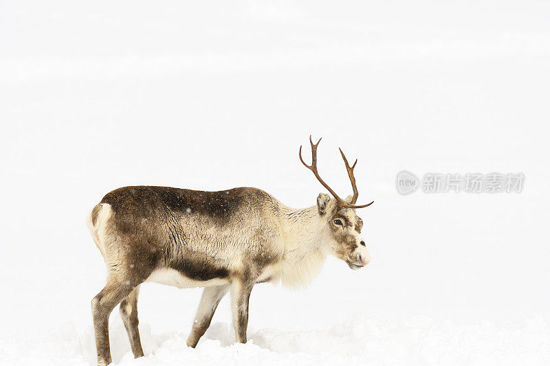 冬天，挪威北部的驯鹿在雪地里吃草