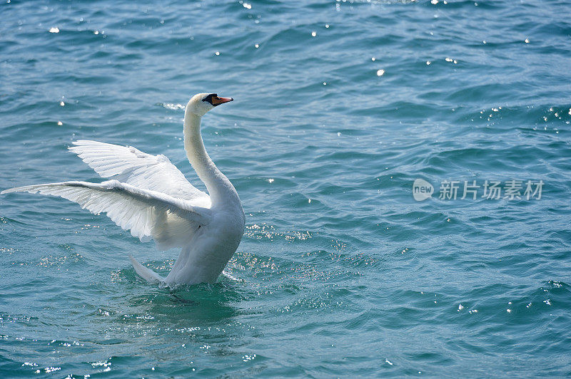 天鹅在日内瓦湖上展翅飞翔