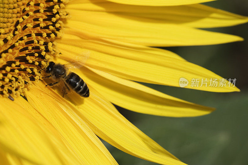 向日葵和蜜蜂