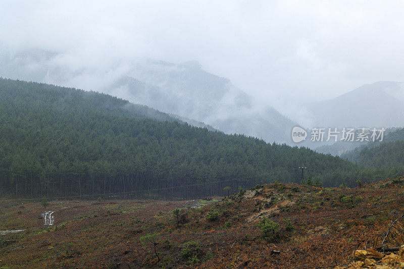 在土耳其的塔尔苏斯梅辛，被雨烧毁的松树林