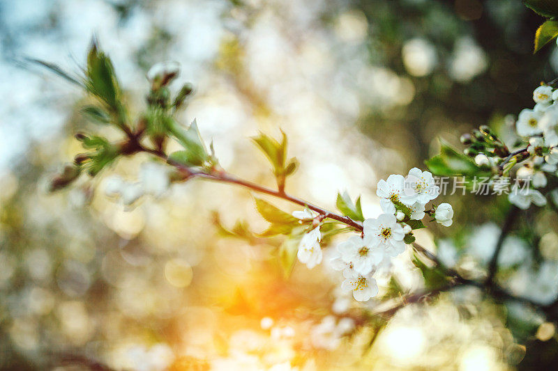 梨树开花