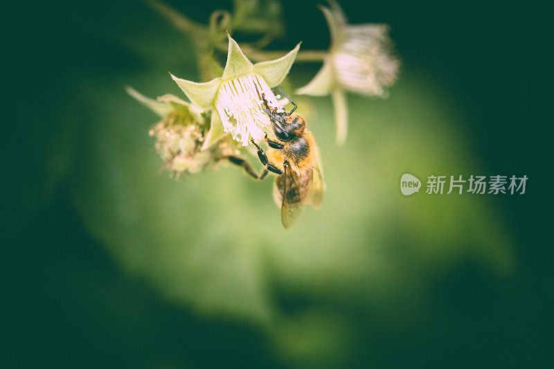 蜜蜂忙着从树莓花中采集花蜜