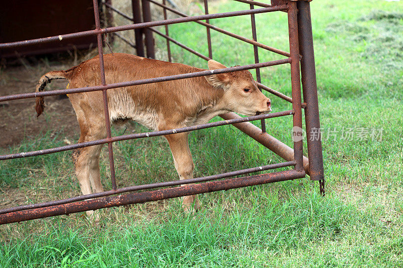 农业:患有腹泻或腹泻的孤儿牛犊