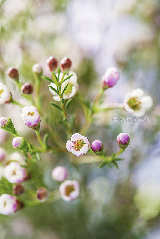 精致美丽的新鲜蜡花