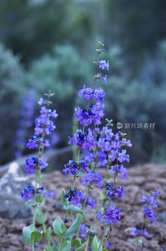 蓝色紫色的野花