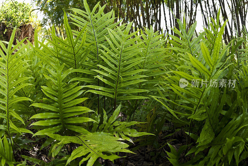 蕨类植物