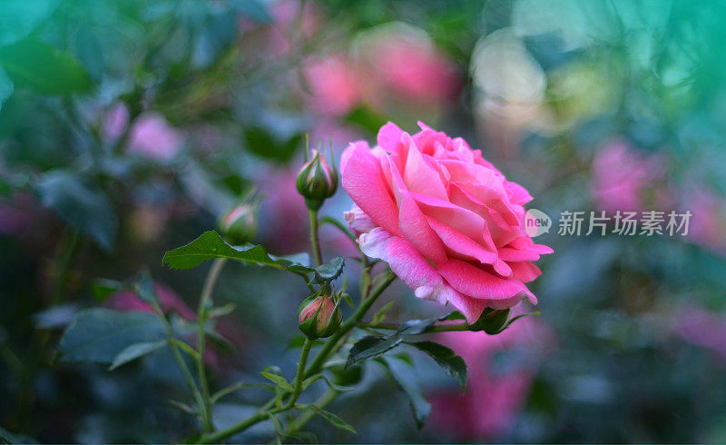 粉红玫瑰与五颜六色的散景背景