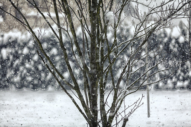 冬天的树和雪