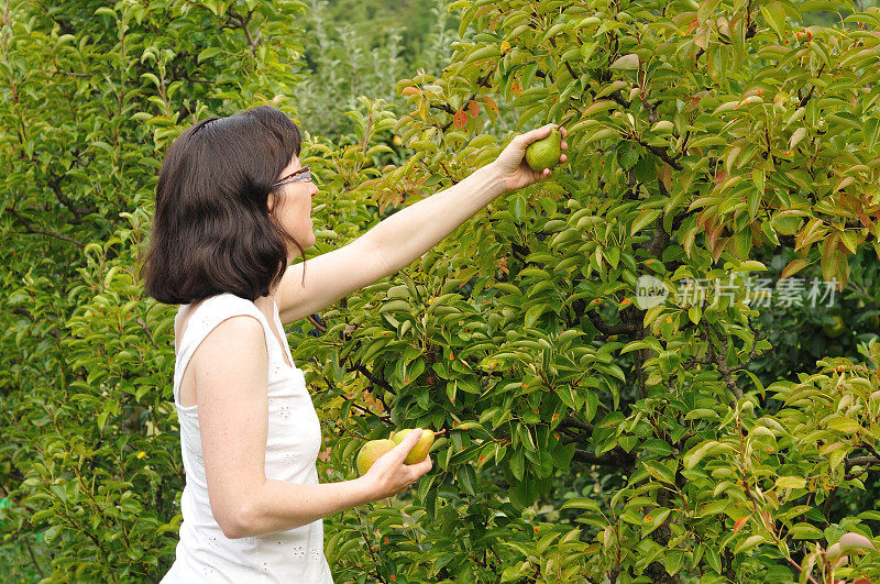 女人挑选梨