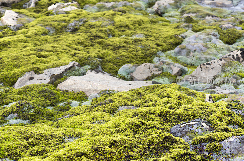 Jotunheimen国家公园的岩石上覆盖着苔藓