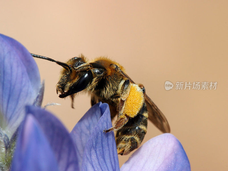 蜜蜂在羽扇豆3