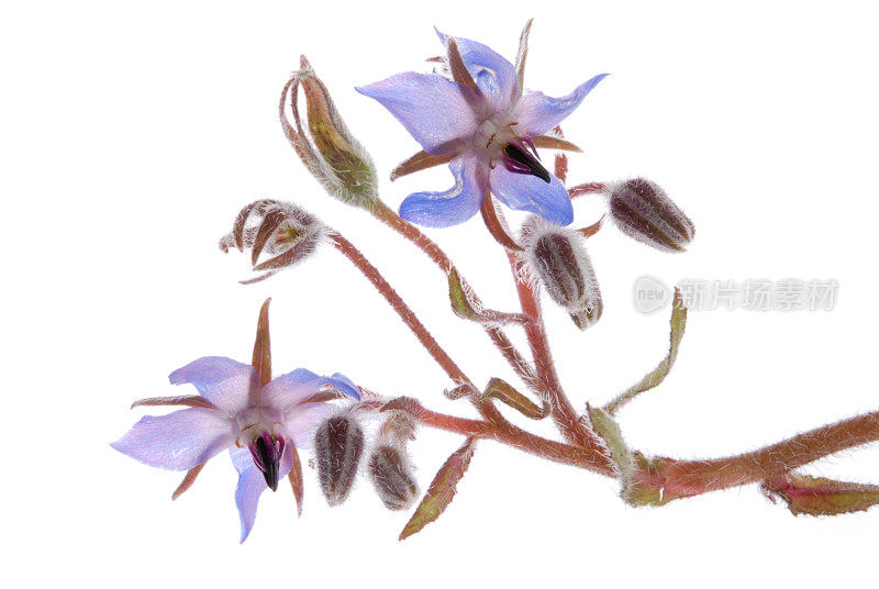 草series-borage