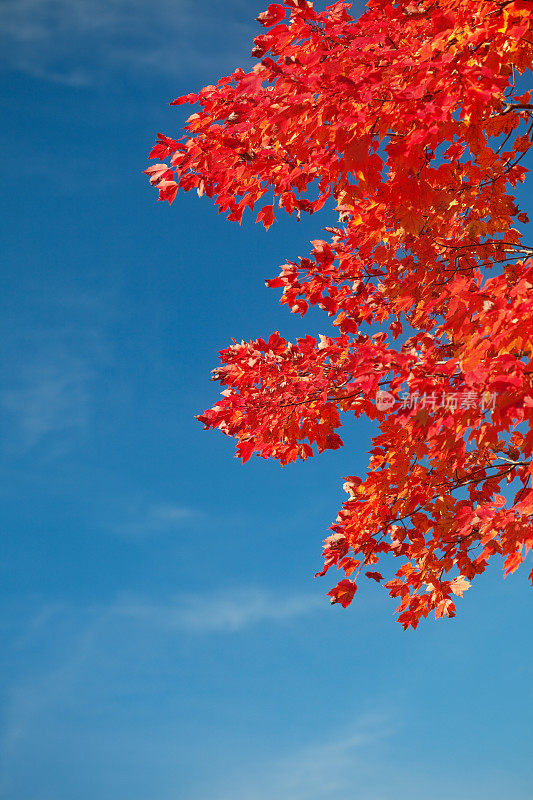 红枫树叶映衬着蓝天