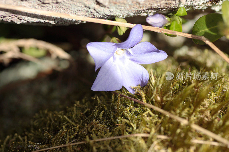 阳光照在苔藓中的一朵蓝色的花上