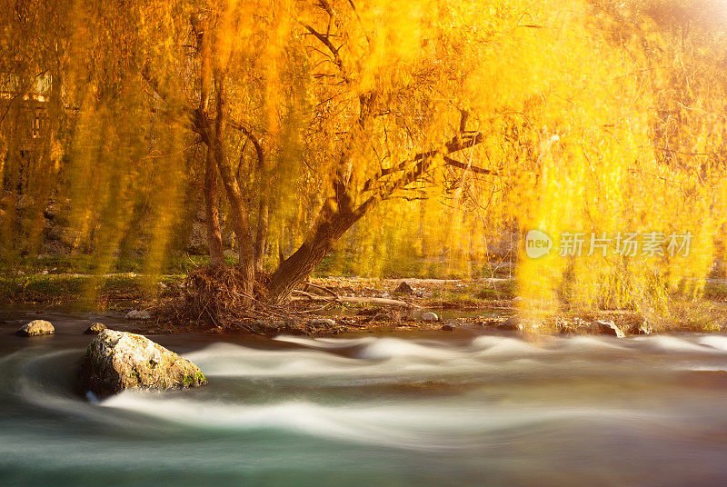 秋天的柳树和小河