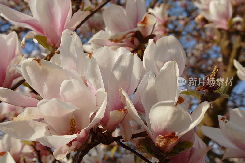 郁金香树(木兰soulangeana)粉红色的花