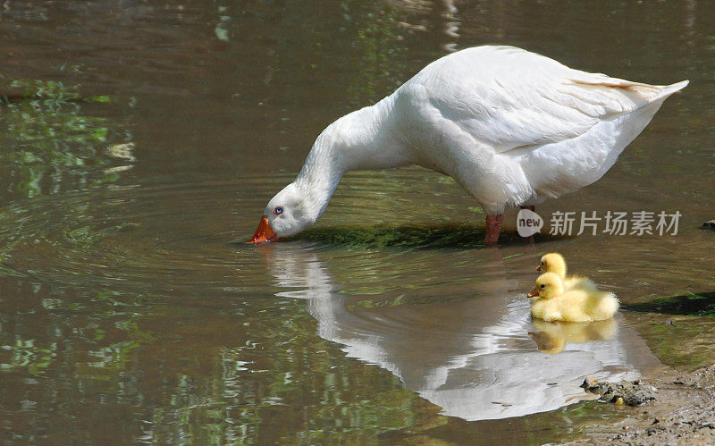 抱着小鹅的鹅