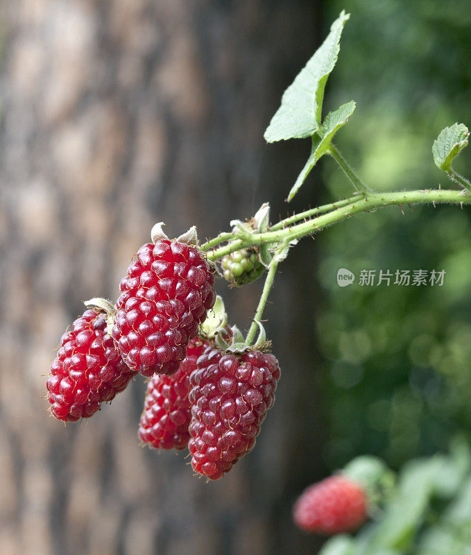 黑莓——Tayberry
