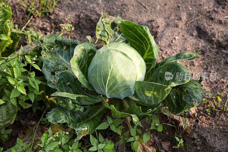 花园里成熟的青菜