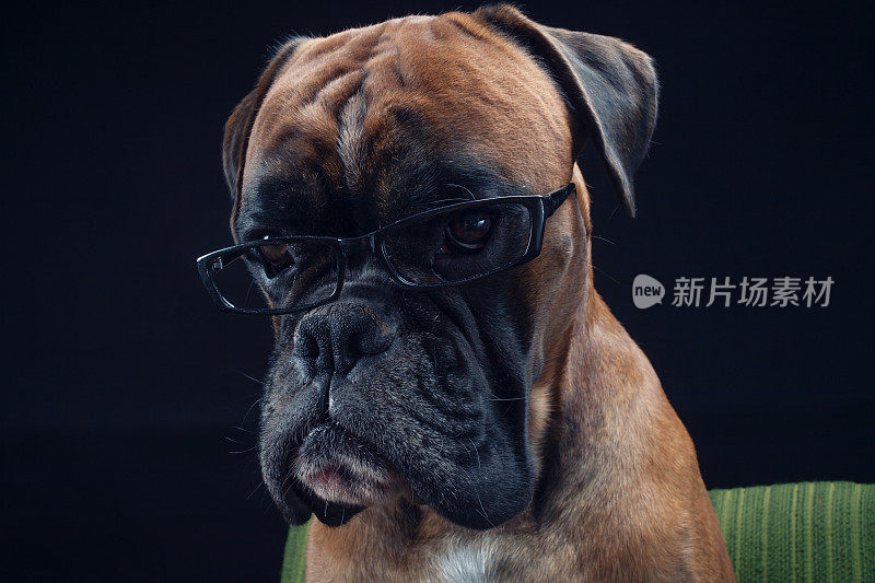 戴眼镜直视摄像机的拳击犬。