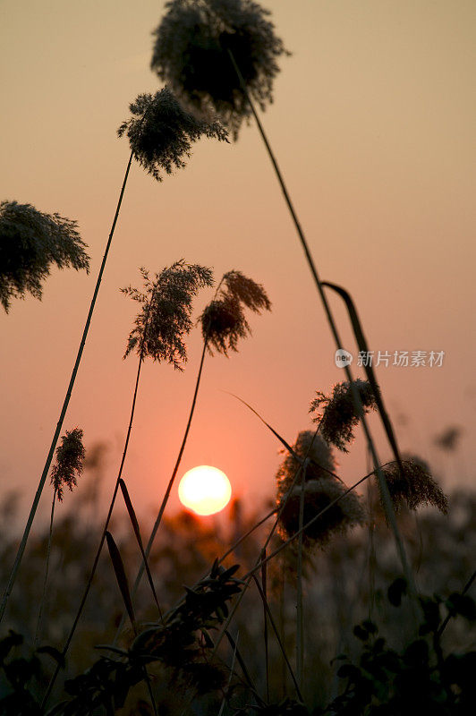 芦苇中的火红夕阳