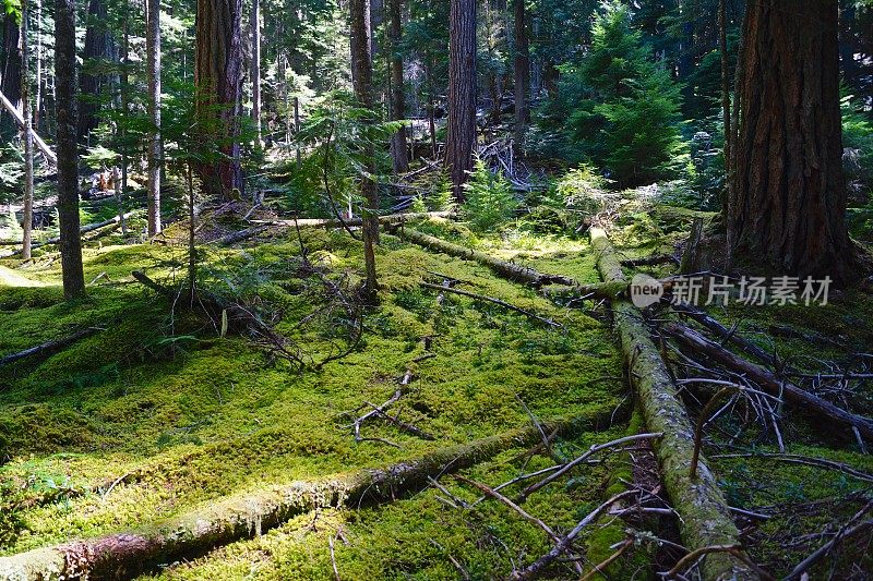 威拉米特河绿地毯