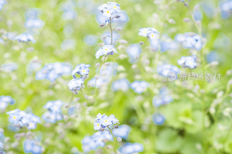 淡蓝勿忘我花的散焦背景