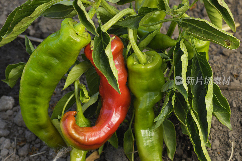 植物上的有机克里姆松李辣椒特写