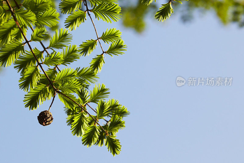 红杉树叶背景