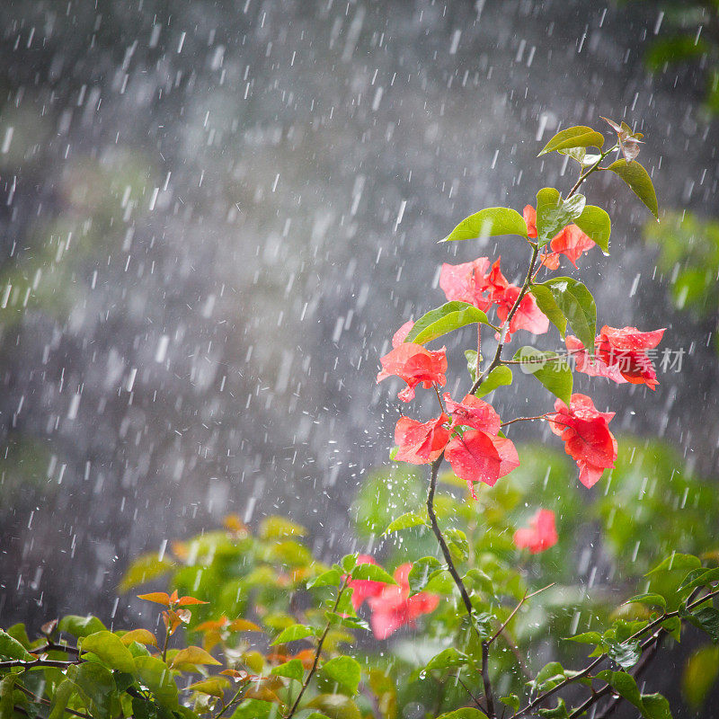 热带雨花