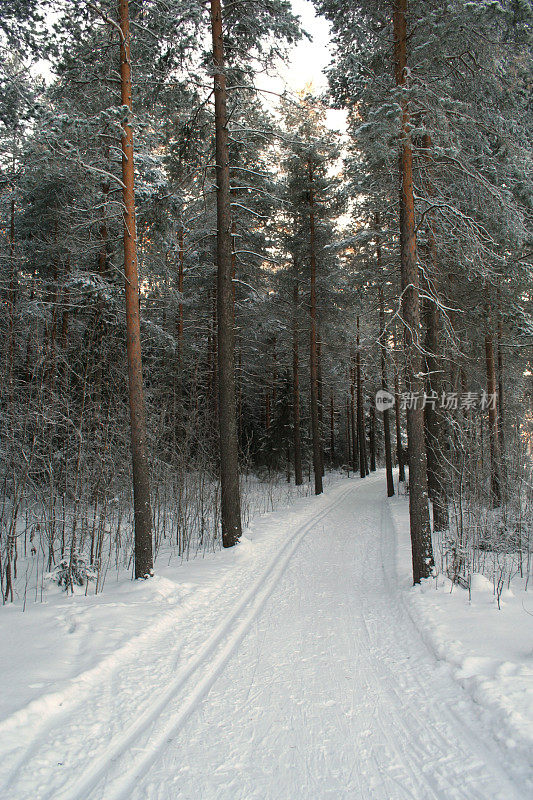 Ski-track在森林