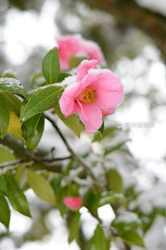 山茶花在雪