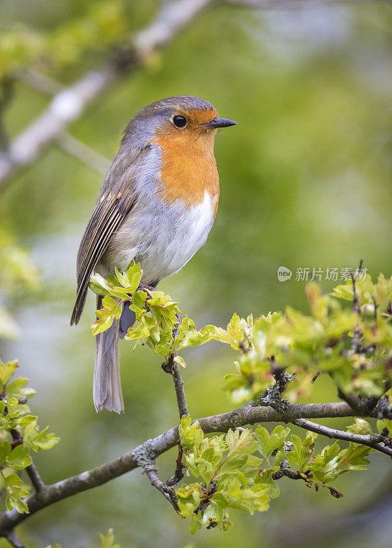 欧洲罗宾(红心rubecula)