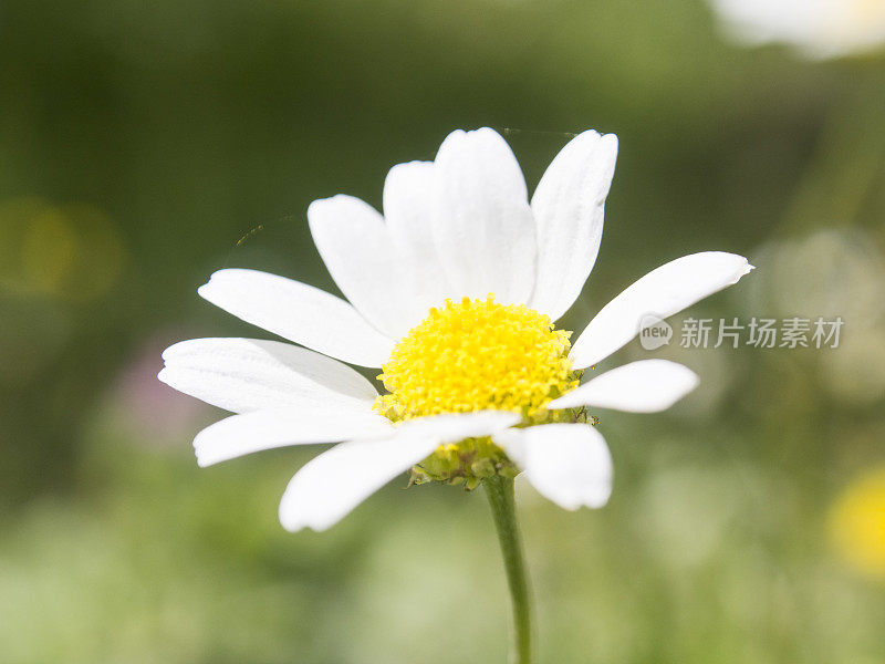 春天的花朵