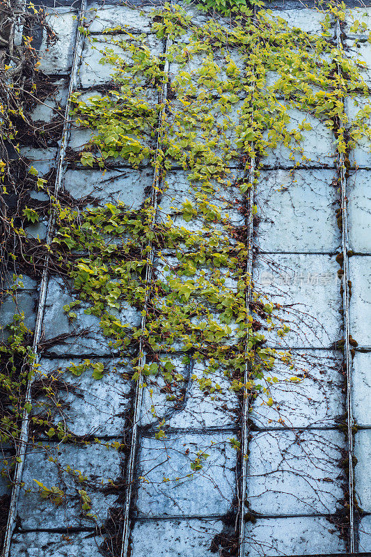 把植物种在墙上。绿色植物在锈迹斑斑的金属墙上或锈迹斑斑的锌渣作背景。