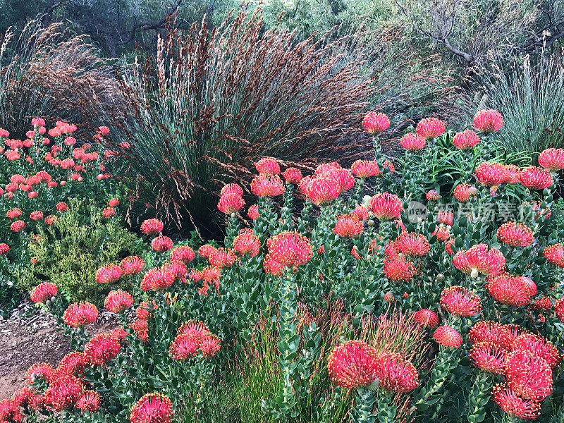 花坛与白花和一些草在Kirstenbosch植物园，开普敦，南非