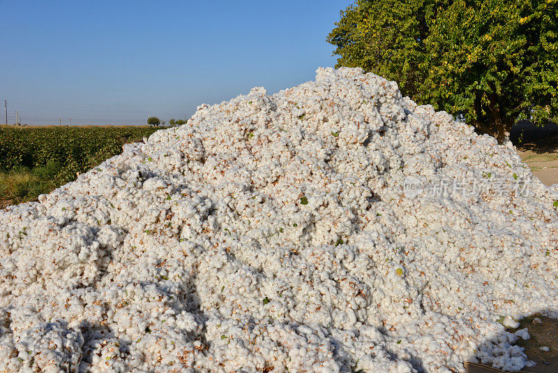 一堆棉花，土库曼斯坦