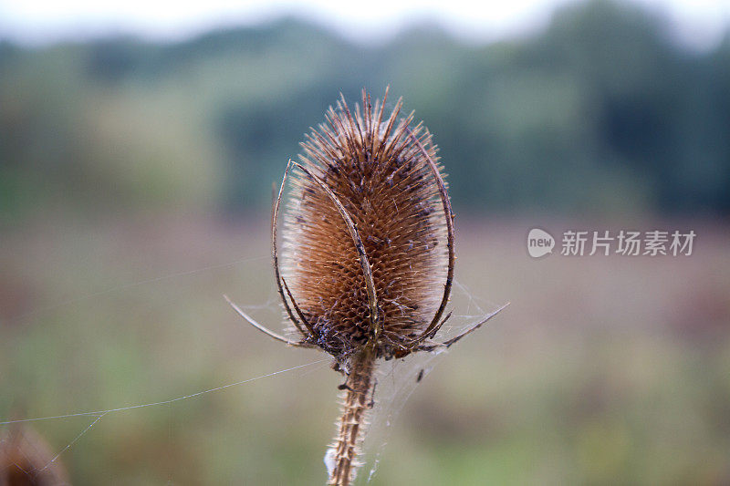 刺状的种子球生长在英格兰北部的蓟上